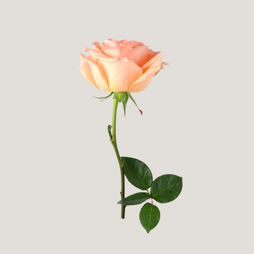 Roses (1) Roses (1)