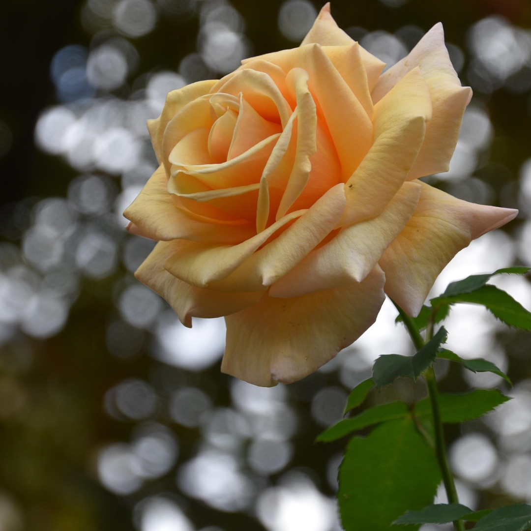 Roses (3) Roses (3)