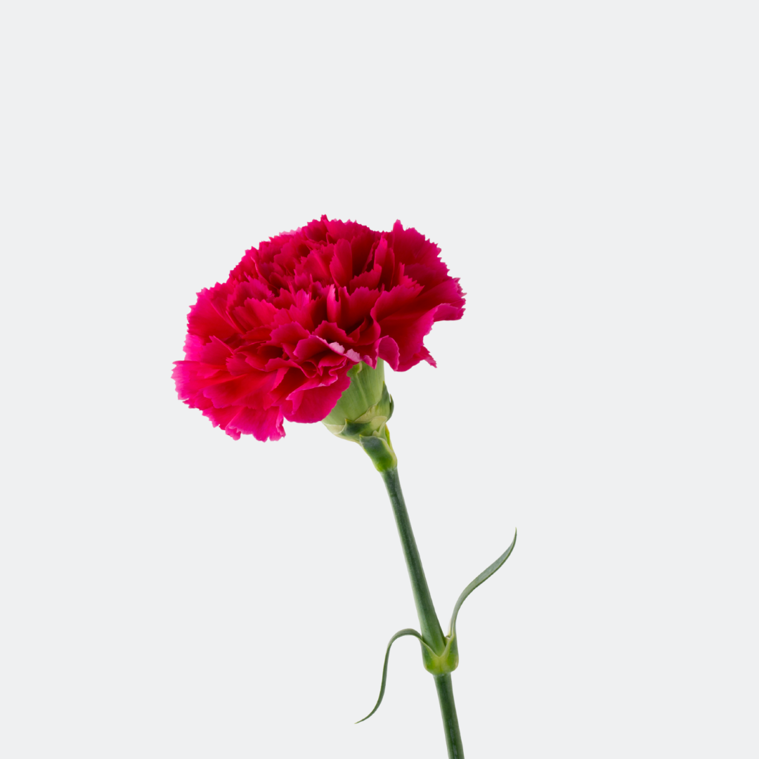 Red Carnations – Fresh Premium Blooms