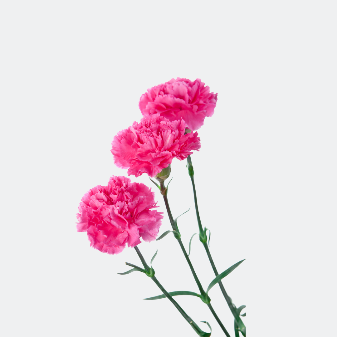 Dark Pink Carnations – Fresh Premium Blooms
