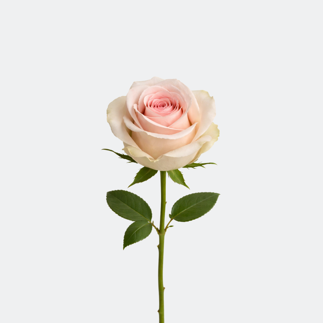 Sweet Awallance Roses – Fresh Premium Blooms