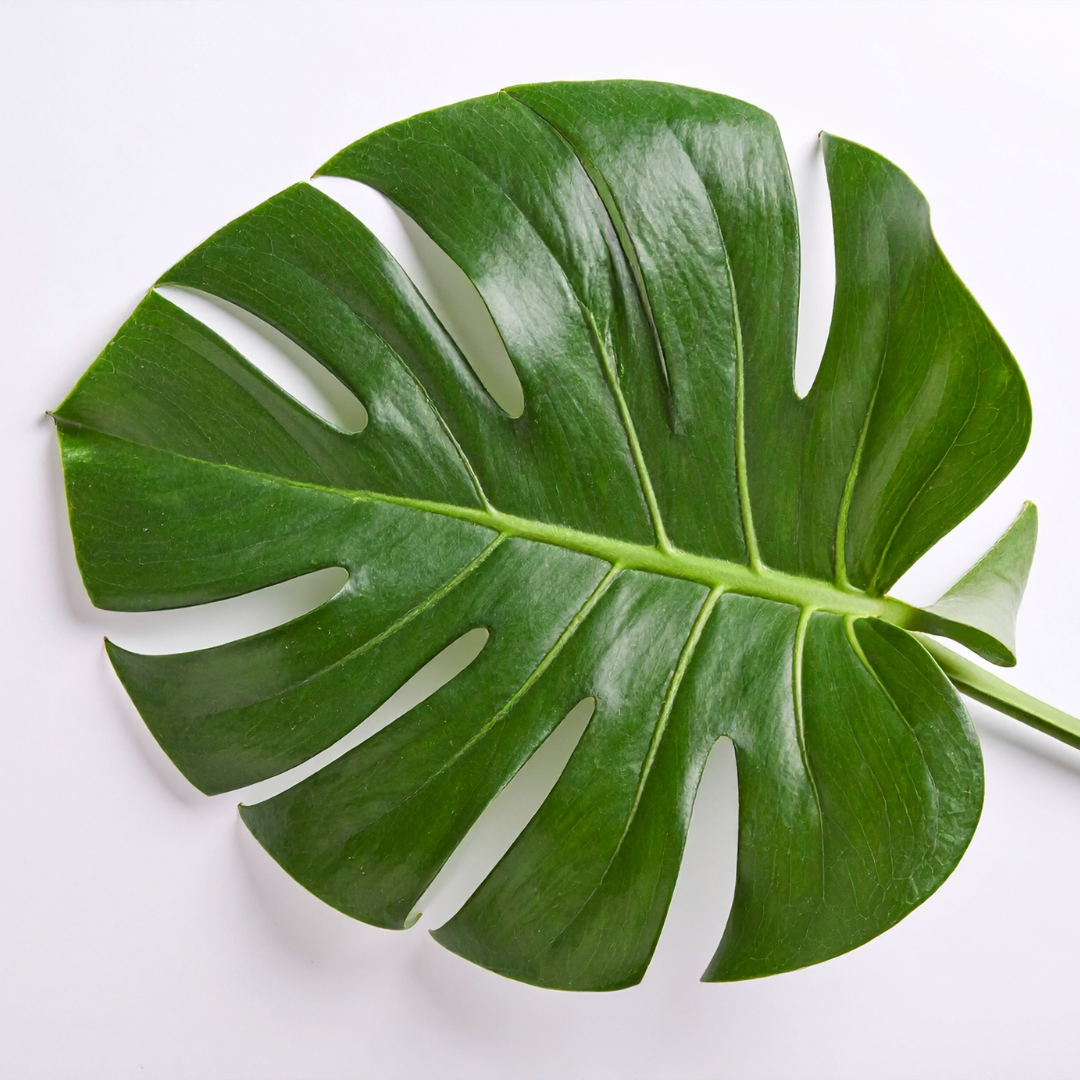 Monstera Green Exotic Foliage