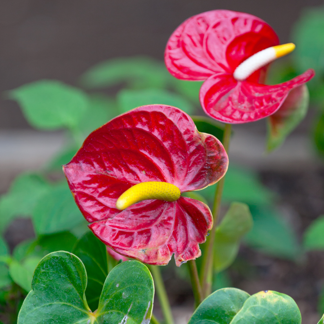 Dark Pink Anthorium Exotic Foliage β Fresh Glossy Tropical Leaf Stem