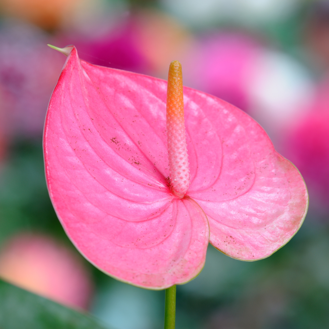 Pink Anthorium Exotic Foliage β Fresh Glossy Tropical Leaf Stem