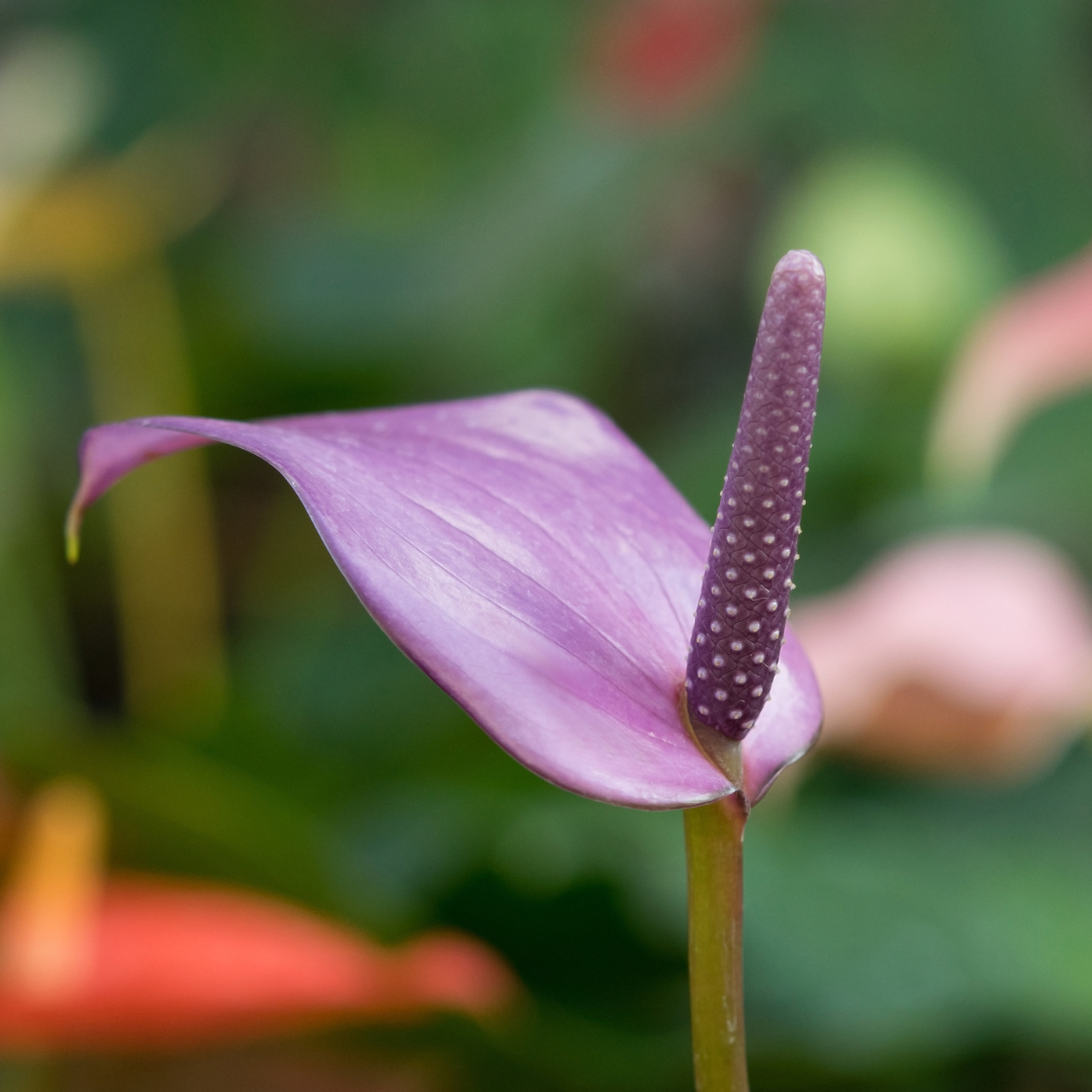 Purple Anthorium Exotic Foliage β Fresh Glossy Tropical Leaf Stem