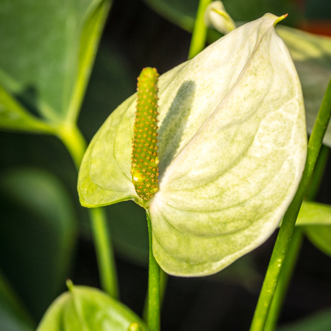 Green Anthorium Exotic Foliage β Fresh Tropical Glossy Leaf Stem