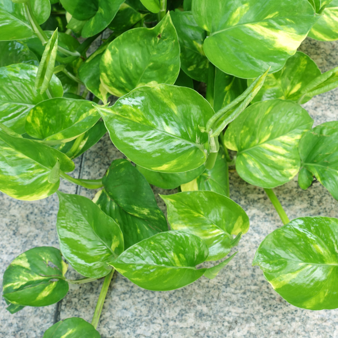 Money Plant Green Exotic Foliage β Fresh Indoor Plant