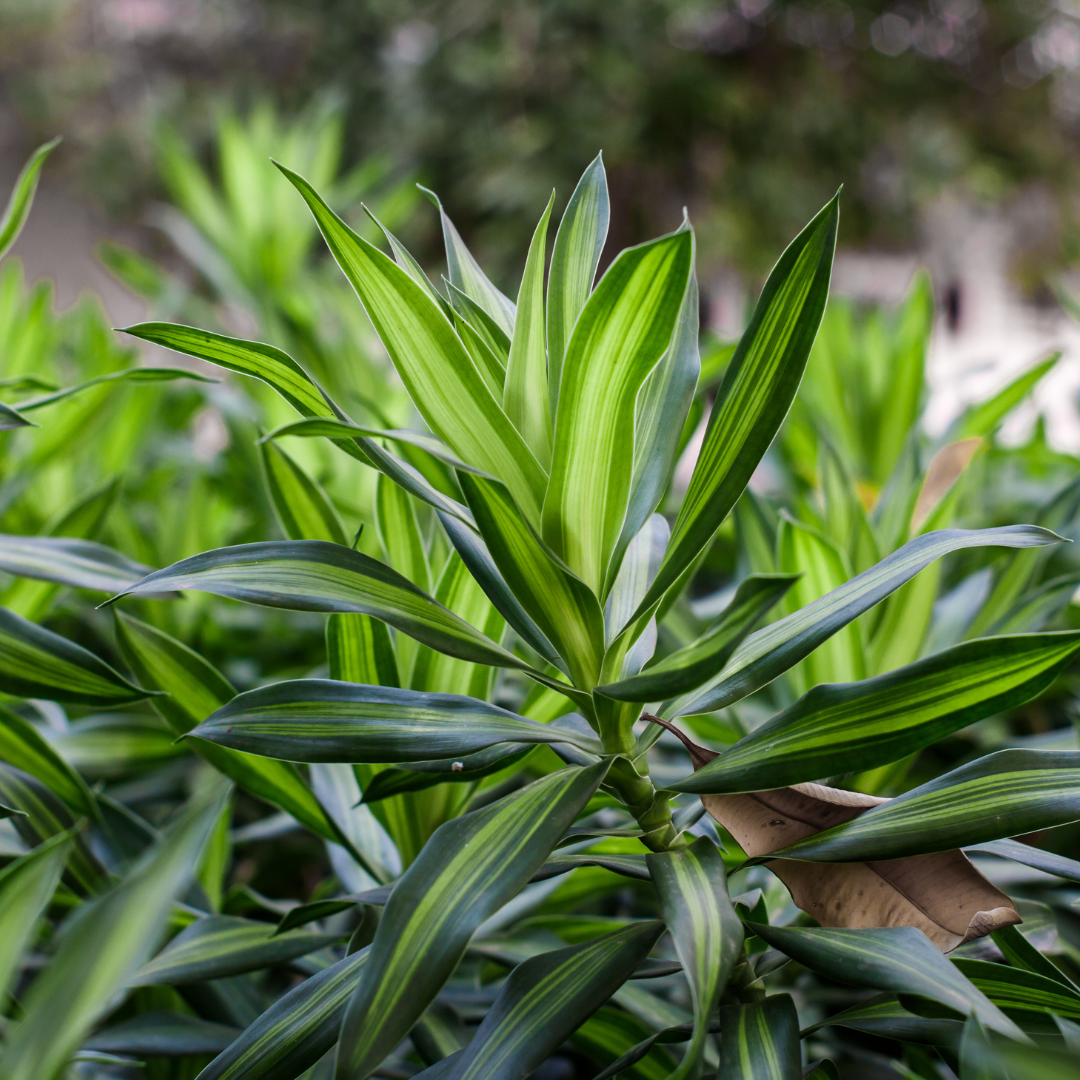 Dracaena Green Exotic Foliage Single Stem