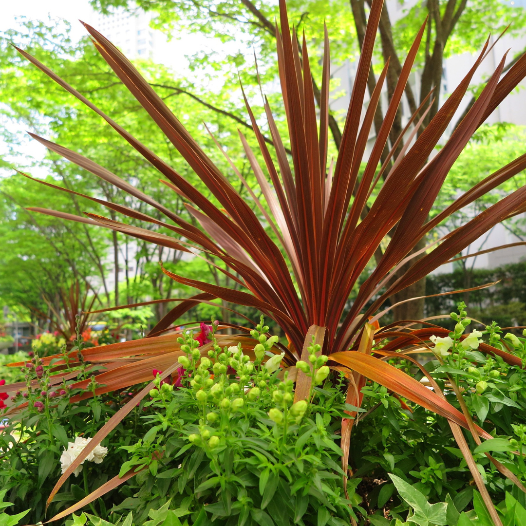 Red Dracaena Exotic Foliage Single Stem
