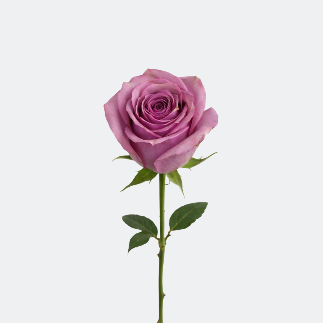 New Orleans Roses β Fresh Premium Blooms