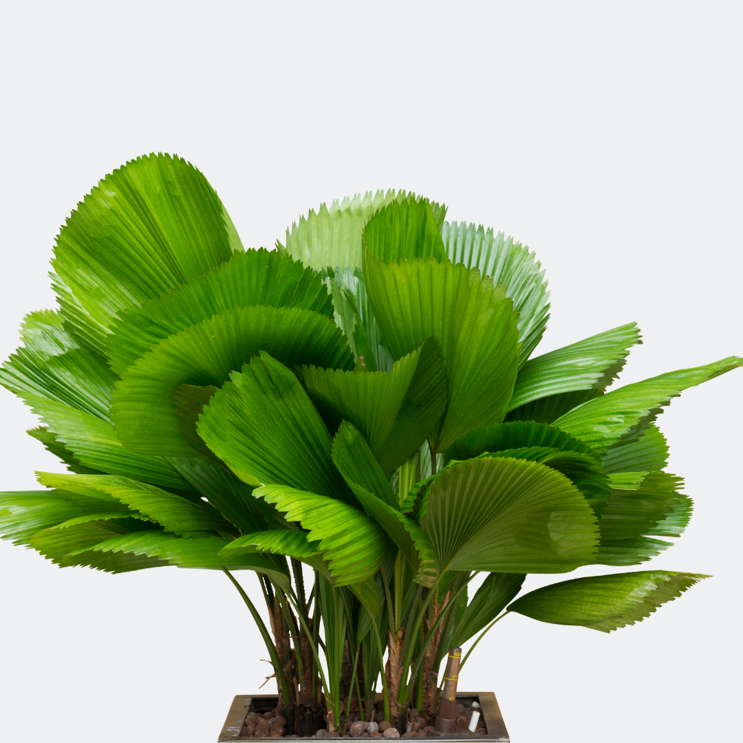 Washington Palm Grass Exotic Green Foliage Single Stem