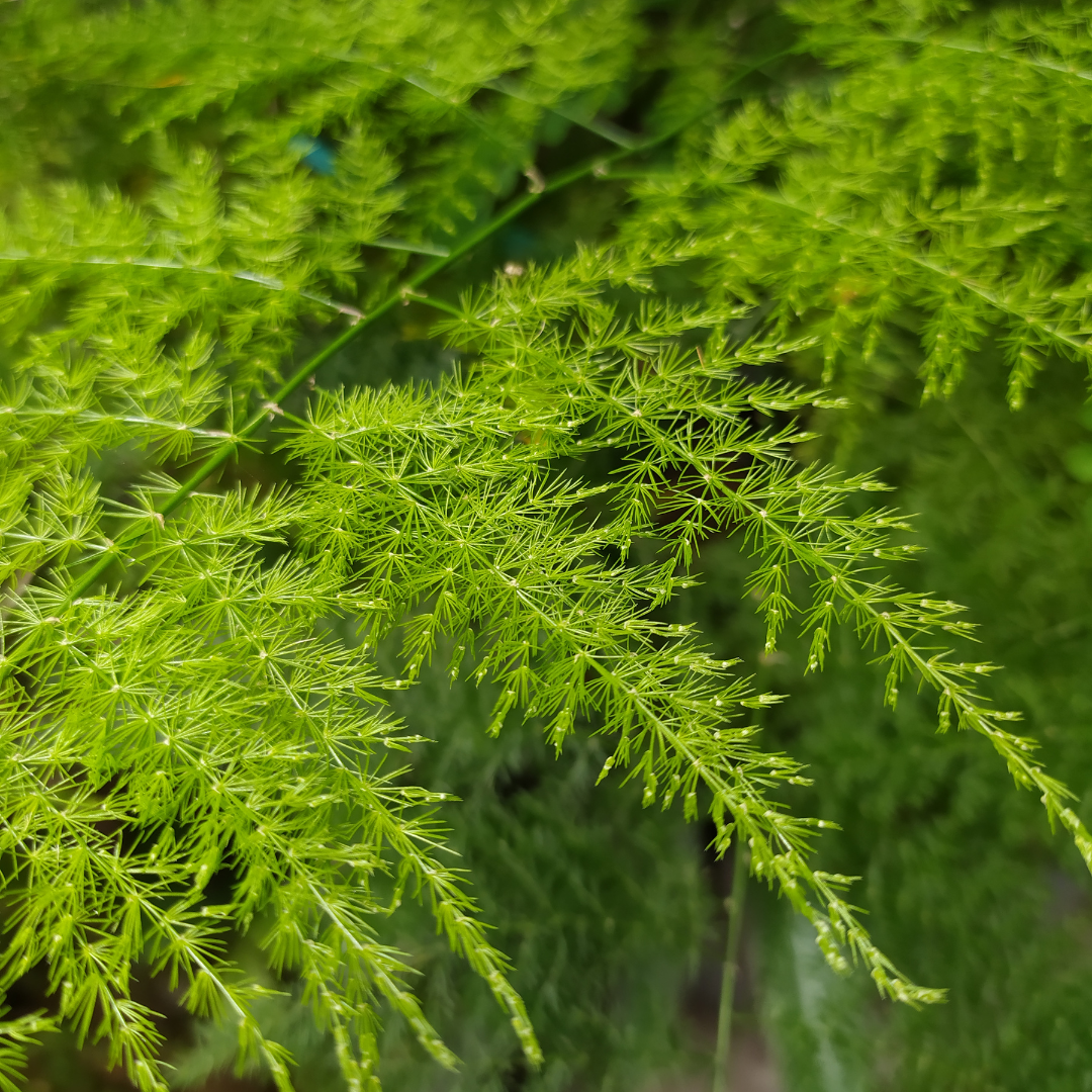 Kolkata Asparagus Exotic Green Foliage Single Stem
