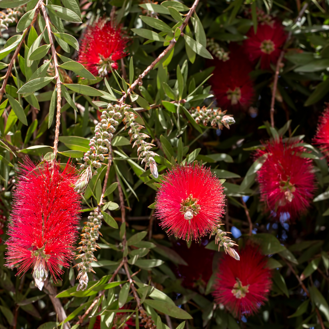 Bottle Brush Exotic Red Foliage Single Stem