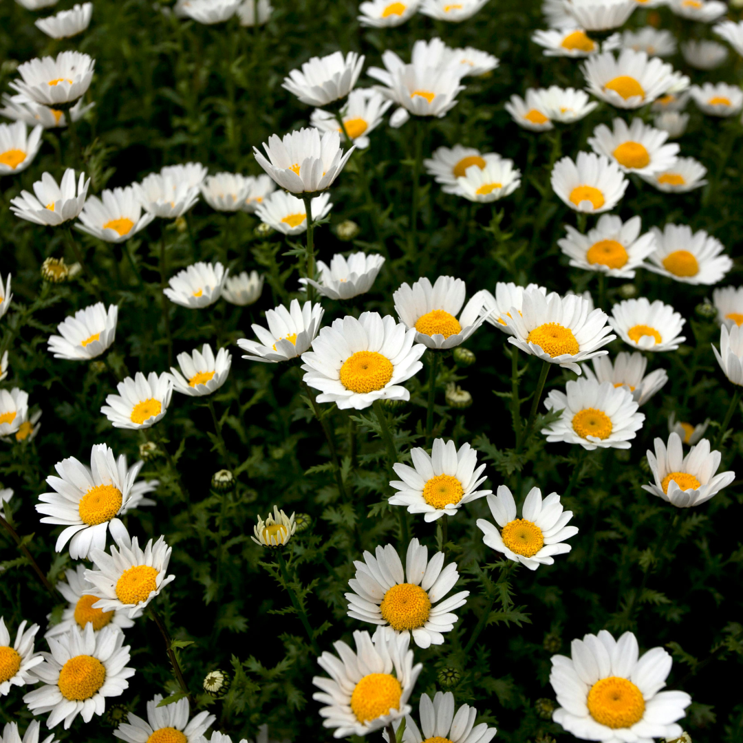 daisies-fillers