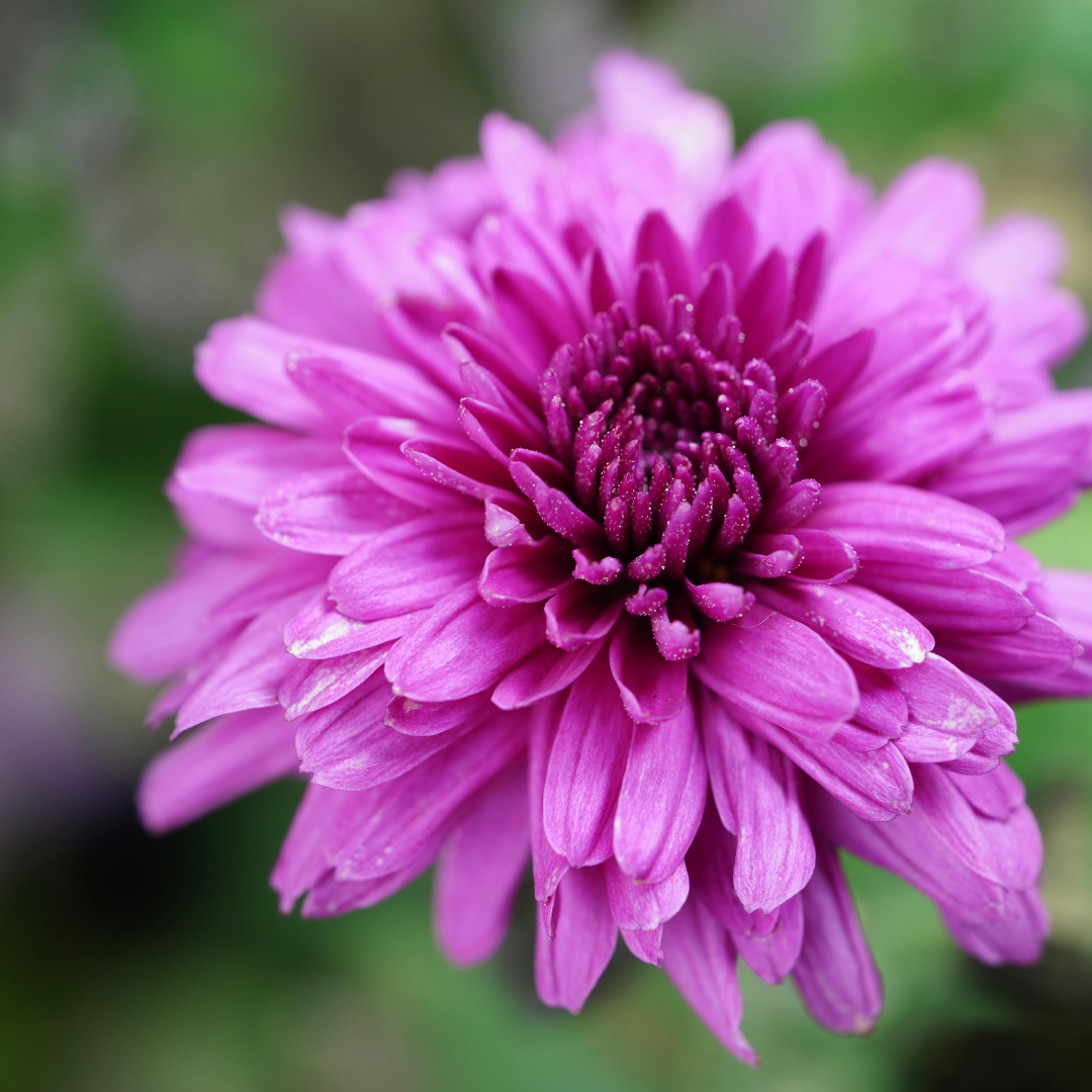 Purple Chrysanthemum & Calimaro Fresh Flower Stems