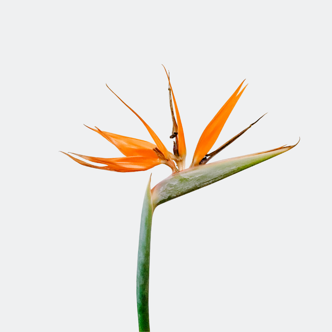 Bird of Paradise Tropical Exotic Orange Single Stem Flower