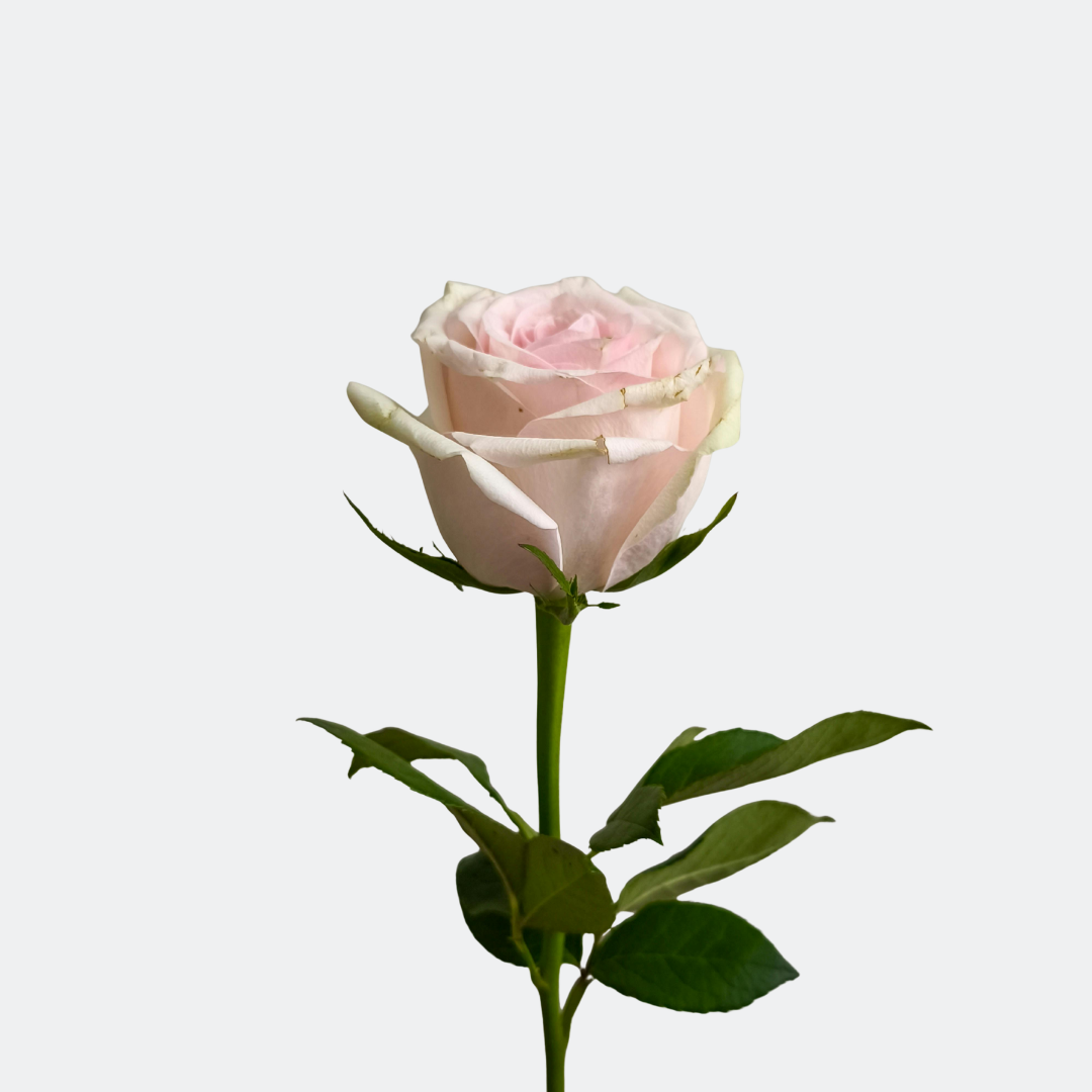 3 3