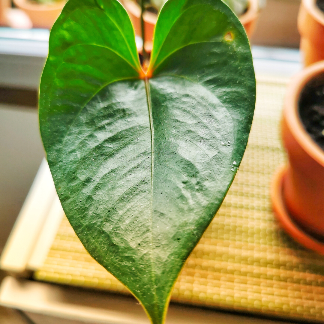 Anthorium Green Exotic Foliage Single Stem Leaf