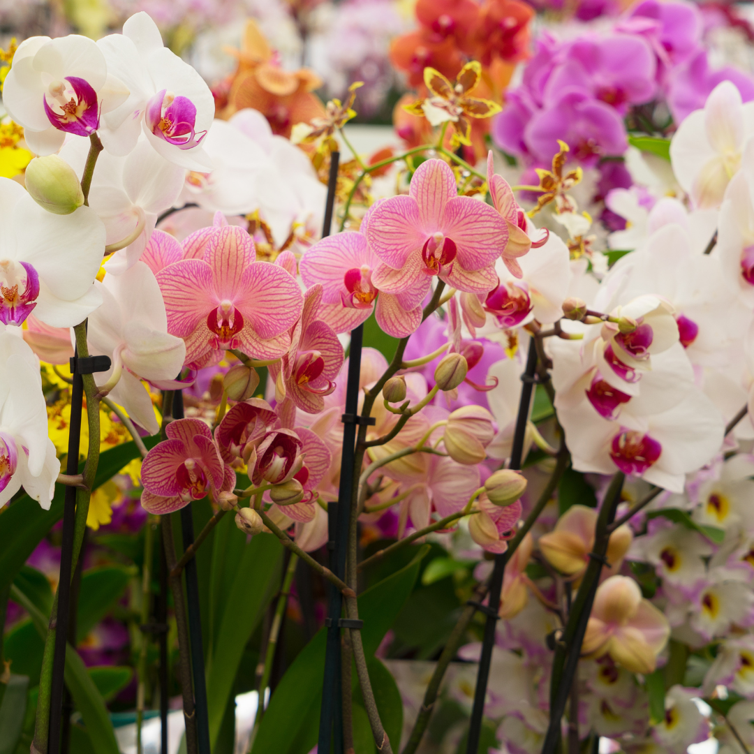 orchids