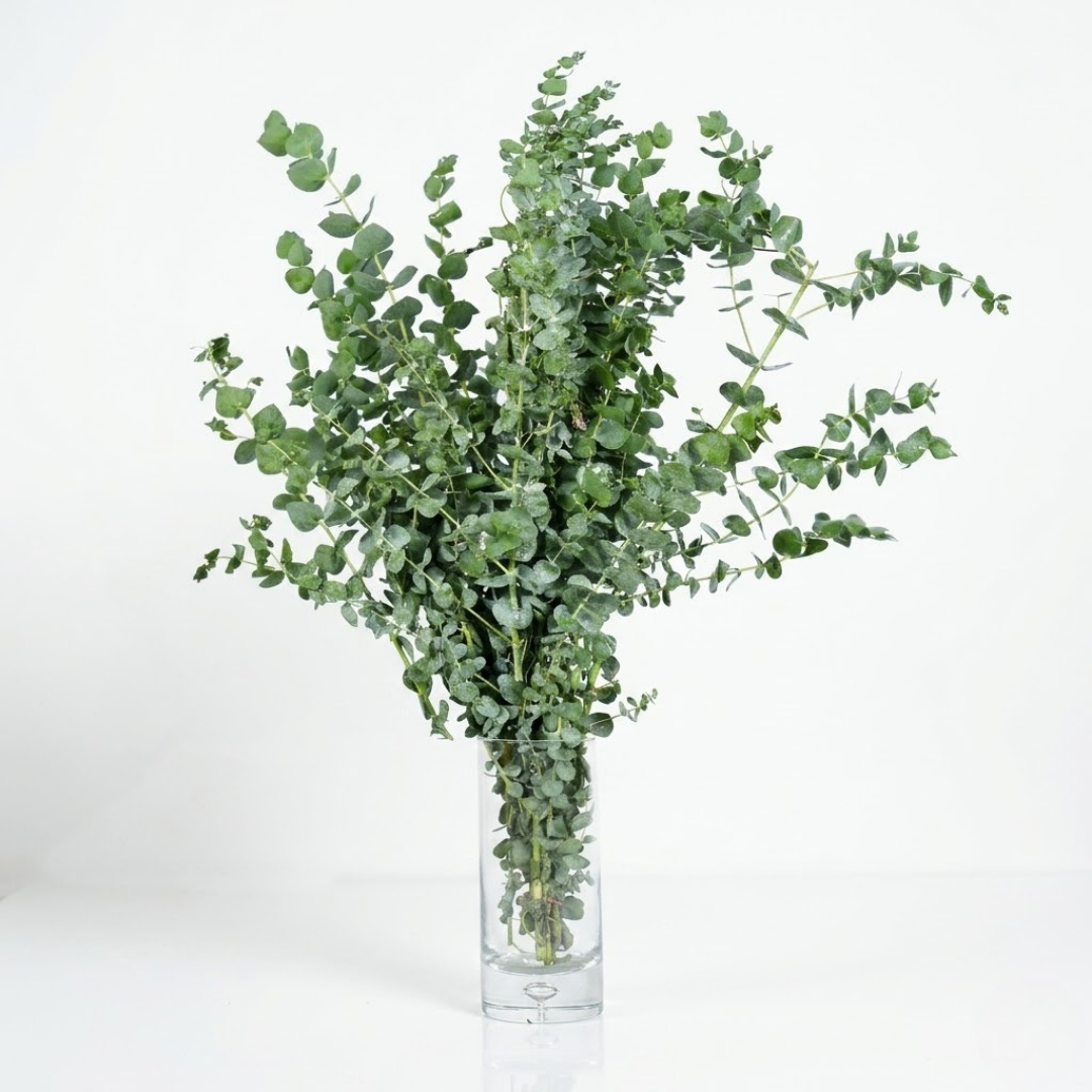 Baby Dollar Eucalyptus- Fresh Green Stems